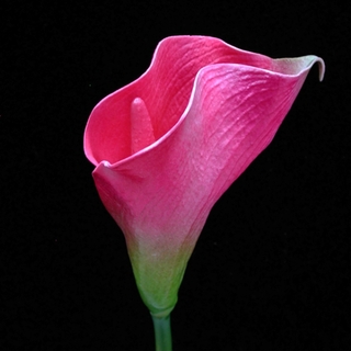 Fuchsia Pink Real Touch Posy Calla Lily