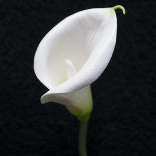 White Buttonhole Real Touch Calla Arum Lily