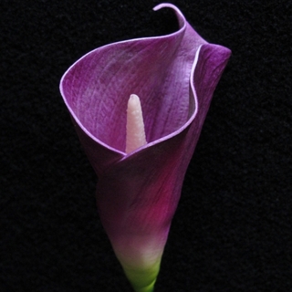 Purple Real Touch Posy Calla Lily