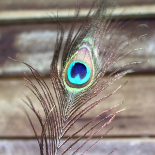 10pk 25-30cm Miniature Peacock Eye Feathers