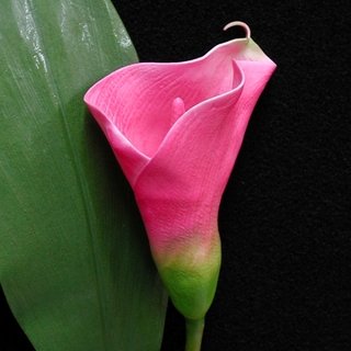 Fuchsia Pink Real Touch Bouquet Calla Lily