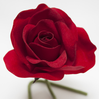 Red Rose Velveteen Bloom Flower and Stem