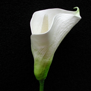 White Real Touch Posy Calla Lily
