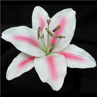 White / Pink Oriental Lily Flower Heads