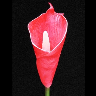 Red Real Touch Posy Calla Lily