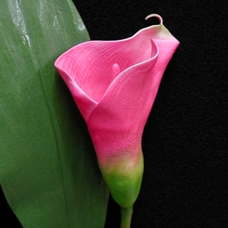 12pk Fuchsia Pink Real Touch Bouquet Calla Lilies