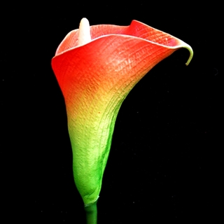 12pk Orange Yellow Real Touch Posy Calla Lilies