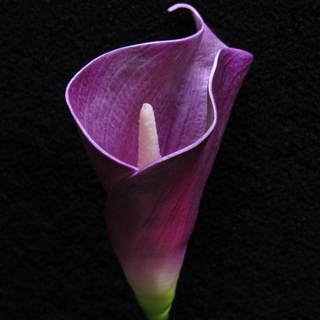 12pk Purple Real Touch Bouquet Calla Lilies