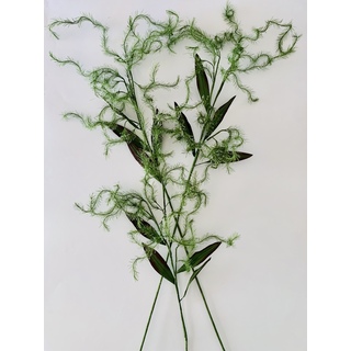 Frosted Curly Fern
