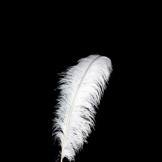 Ostrich Feathers Large 35-40cm