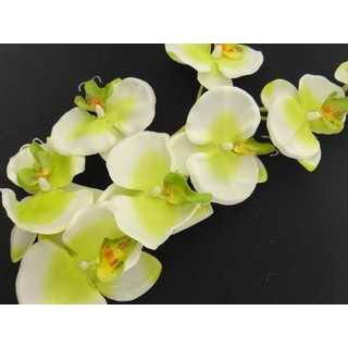 White/Green Phalaenopsis Orchid Spray