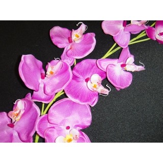 Magenta Pink Phalaenopsis Orchid Spray